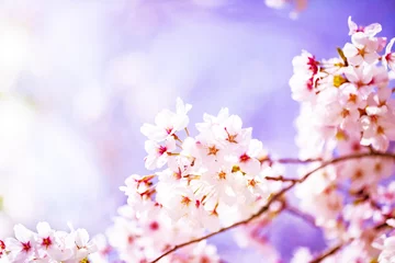 Photo sur Plexiglas Fleur de cerisier 美しく咲き誇る満開の桜をカラフルにする　背景