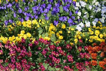 Pansy on the roadside in Osaka Japan.