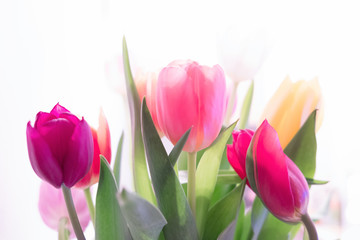Obraz na płótnie Canvas Multicolored spring tulips on a white background.