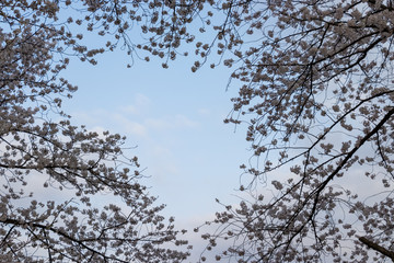 봄의 전령사 벚꽃의 향연