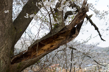 봄의 전령사 벚꽃의 향연
