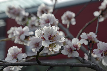Fototapeta na wymiar mandelblüte bei Neustadt-gimmeldingen