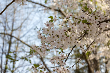 봄의 전령사 벚꽃의 향연