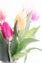 Multicolored spring tulips on a white background.