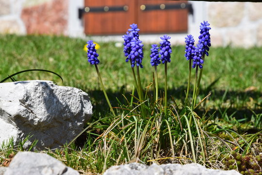 Muscari