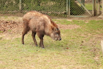 Fototapeta premium カモシカ