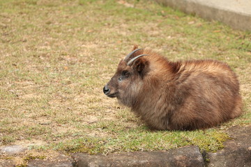 Fototapeta premium カモシカ