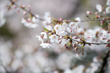 桜の花