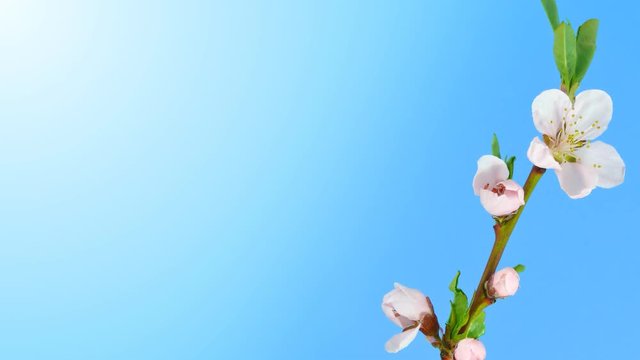 Timelapse branch with opening pink flowers on blue background. 4k UltraHD 3840x2160.