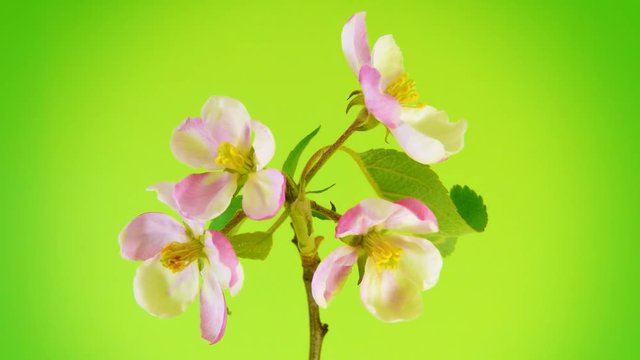 Timelapse apple tree branch with opening flowers on limegreen background. 4k UltraHD 3840x2160.