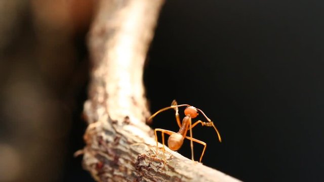 Ants  climbing on tree with sunlight