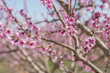peach flower branch in spain