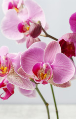 Orchid flowers background