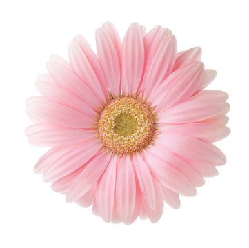 Light pink Gerbera flower isolated on white background.