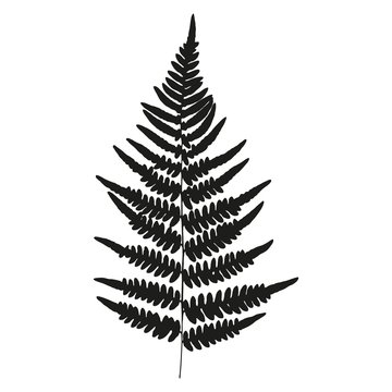 Leaf of fern isolated on white background. Vector illustration. Polypodiophyta plant.