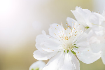 Fototapeta na wymiar Spring cherry blossoms closeup, white flower