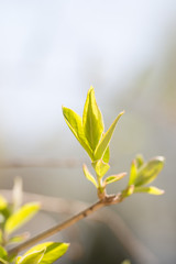 Spring green bud