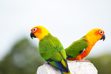 Sun Conure parrot