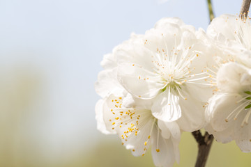 Spring cherry blossoms closeup, white flower