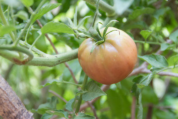 plantation of tomatoes in the organic garden