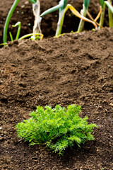 chamomile カモミールでコンパニオンプランツ