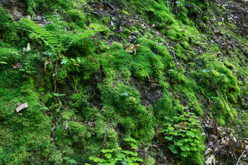 Wetland forest with green carpets of moss.