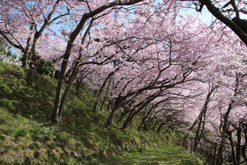 満開の桜