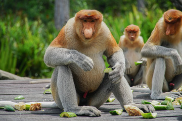 Male Proboscis Monkey (Nasalis larvatus) Sitting on Feeding Platform