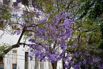 Jacaranda tree in full bloom, Lagos, Portugal.
