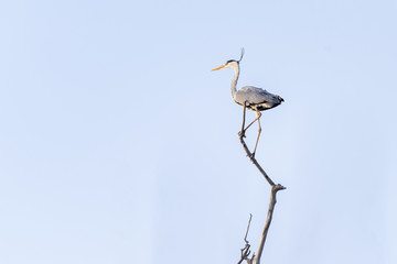 great gray heron flies on a tree