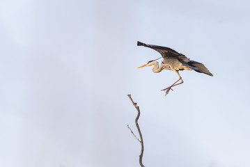 great gray heron flies on a tree