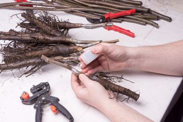 concept of plant grafting. Close-up seedlings of walnut are covered with varietal branches with a special secateurs