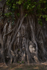 Fototapeta premium Head of Sandstone Buddha in The Tree Roots at Wat Mahathat, Ayutthaya, Thailand