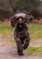 fluffy dog running