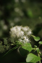 サワフタギの花