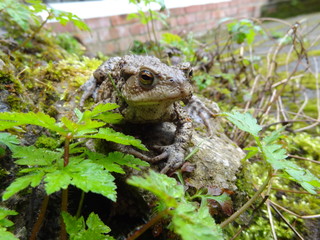 Grenouille après la pluie