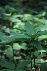 フタリシズカの小さな花