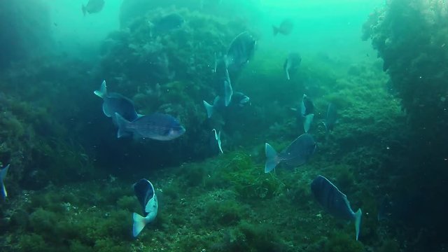 Scuba diving in the Mediterranean Sea - Black breams at the bottom in cloudy water