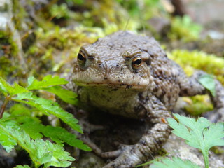 Regard de la grenouille