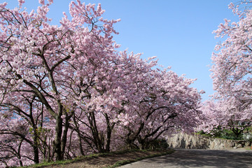 満開の桜