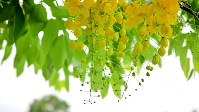 Fresh Golden Shower flower with rain wet tree the blowing by the wind