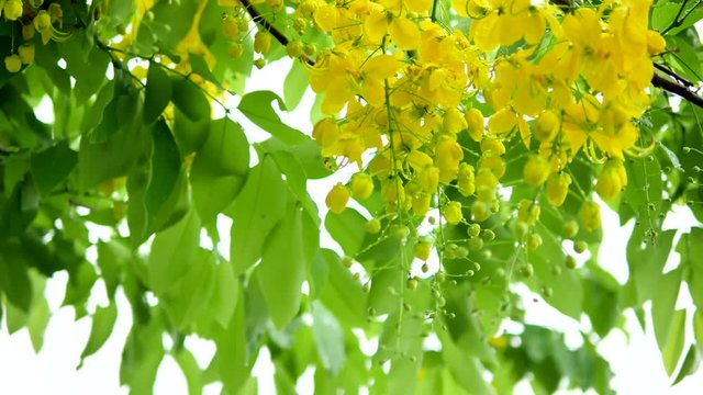 Fresh Golden Shower flower with rain wet tree the blowing by the wind