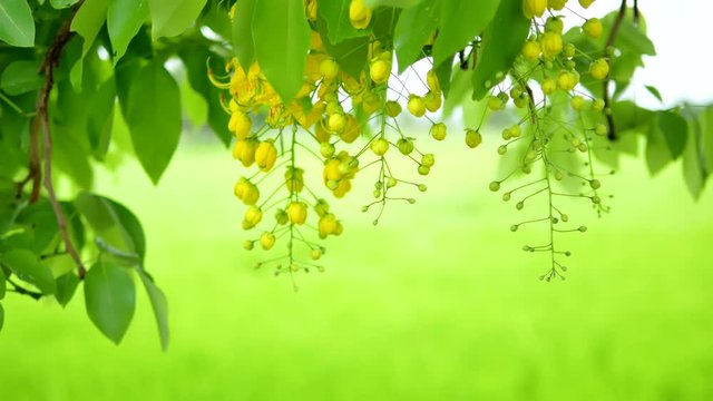 Fresh Golden Shower flower with rain wet tree the blowing by the wind