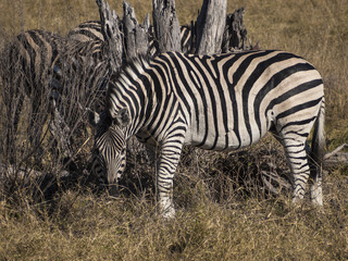 Fototapeta na wymiar Zebras in the Moremi Game Reserve in Botswana, Africa
