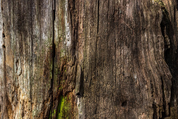Obraz premium The natural background of rotten wood on very old tree stumps. The texture of the old stumps.