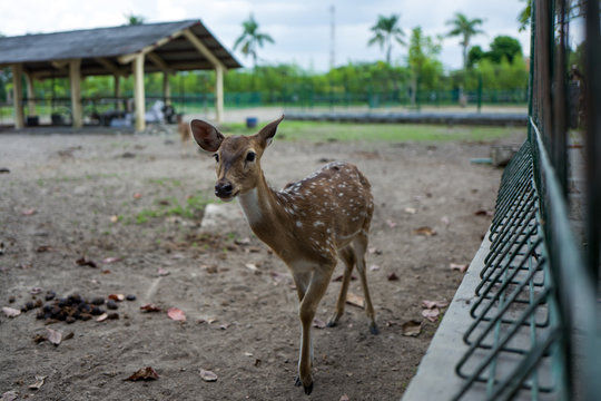 A young deer in Borobudur zoo