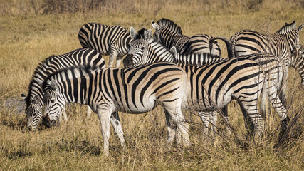 Fototapeta na wymiar Zebras in the Moremi Game Reserve in Botswana, Africa