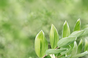 Fresh green leaves in nature. Green foliage over blurred green background. Selective focus. Copy space.