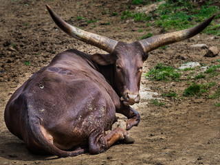Ankole-Watusi is an African bovine.