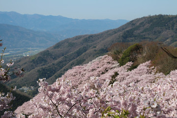 満開の桜